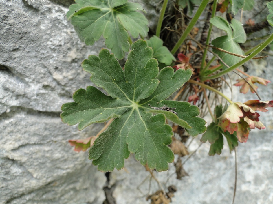 Geranium macrorrhizum